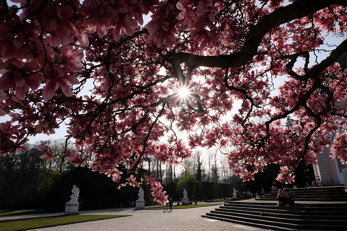 Benrath · Schloss und Park am 1. April 2021 - Magnolienblüte