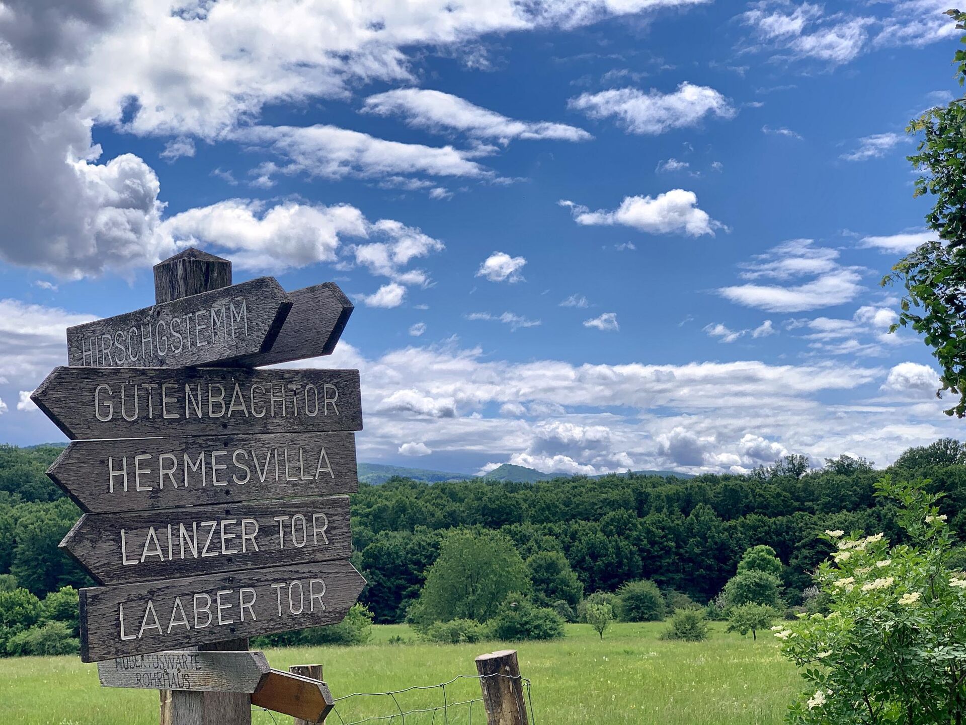 Wien · Schöne Aussicht im Lainzer Tiergarten · 23.5.2024