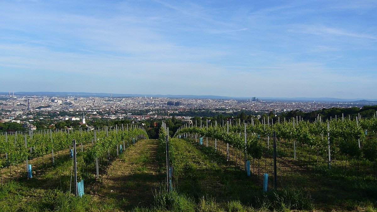 Blick vom Cobenzl auf Wien im Juni 2013